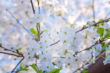 blossom of cherry close up view on little branch