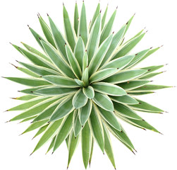 Green Agave angustifolia (Marginata) isolated on white background with clipping path.