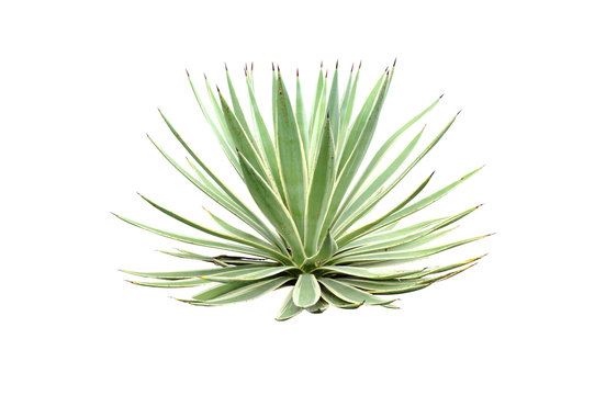 Beside of green Agave angustifolia (Marginata) isolated on white background with clipping path.