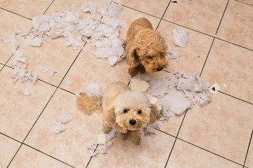 Naughty dog destroyed tissue roll into pieces when home alone