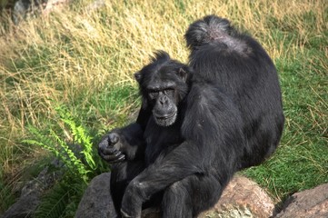 Chimp seen at the Kolmarden Zoo in Sweden. 