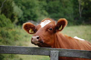 Cow, seen on the Swedish island of Oland. 