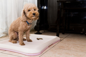 Poodle dog next to training toilet tray with poop faeces