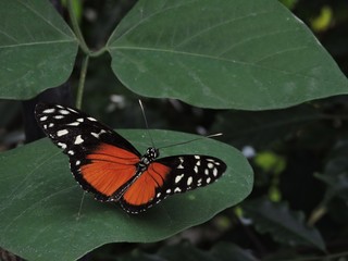 Beautiful orange / black butterfly on green leaf