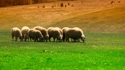 sheep flock to the mountain