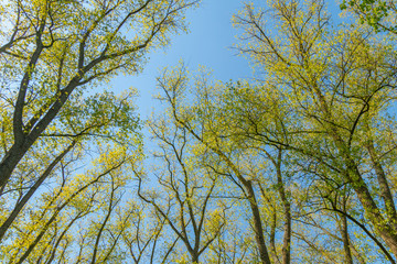 Trees during spring time