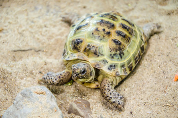 Turtle on the sand.