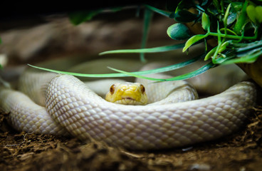 Snake curled up ring
