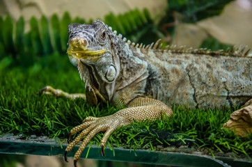 the iguana sits on a branch