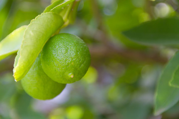 plant of green lemons of the organic garden