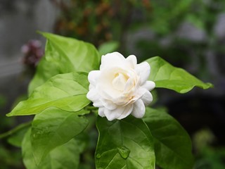 Jasmine flower for mother day in thailand
