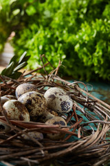 Nest with quail eggs on the blue background, top view, close-up, selective focus