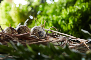 Obraz premium Nest with quail eggs on the blue background, top view, close-up, selective focus