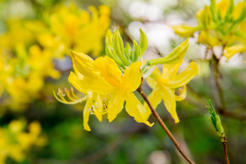 Azalea blooming with yellow flowers