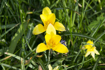 yellow flower in close up