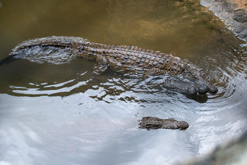 The crocodile park in Mauritius. Crocodiles swim in water, the top view