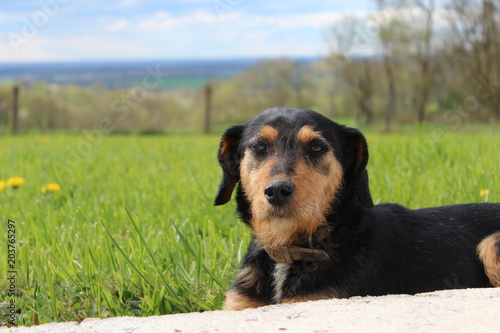 Chien Noir Et Feu Couché Dans Lherbe Paysage Portrait De