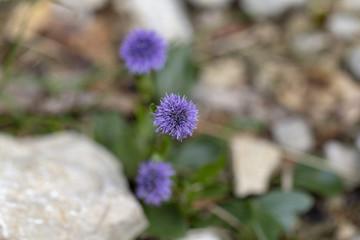 Blumen Makro Lila