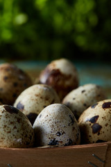 Quail eggs in the box on blue textured surface with green blurred natural leaves background, selective focus, close-up