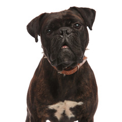 close up of adorable black boxer with mouth open