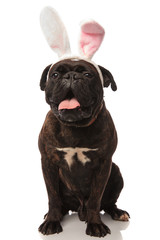 adorable seated boxer panting wants to be the easter bunny