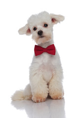 classy bichon wearing a red bowtie looks down to side