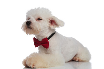 curious lying bichon with red bowtie looks to side