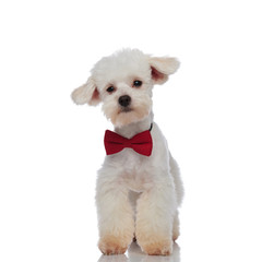 cute furry white bichon wearing a red bowtie standing