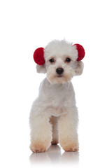 cute little white bichon standing and wearing red earmuffs