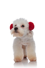 cute bichon wearing red fluffy earmuffs looks to side