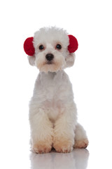 adorable seated white bichon wearing red earmuffs