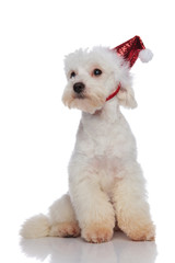 lovely white bichon sitting and waiting for christmas
