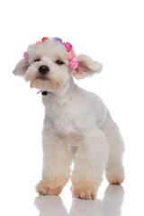 sad bichon wearing flowers crown while looking to side