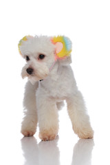 little bichon with colorful ears headband looks to side