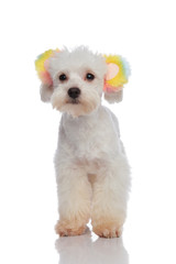 funny looking bichon dressed for halloween with colorful bear ears