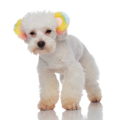 lovely white furry bichon wearing colorful ears standing