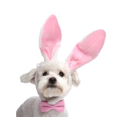 adorable bichon with pink easter bunny ears and pink bowtie
