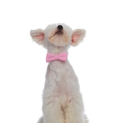 funny seated bichon wearing pink bowtie looks up