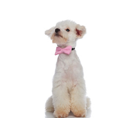 curious elegant bichon looking up to side while sitting