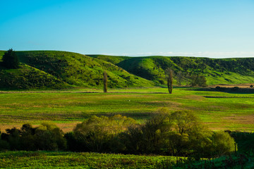 Stunning scene clear blue sky with green grassland in the morning. New Zealand agriculture in the rural area.