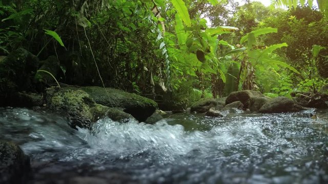 Wild nature of Thailand. Stream in forest. Video with sounds of nature