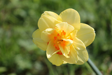 Yellow flower of Daffodil (Narcissus) cultivar Tahiti from Double Group