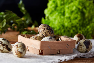 Quail eggs in the box on napkin with green blurred natural leaves background, selective focus, close-up