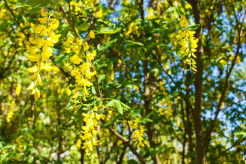 golden rain tree is a flowering plant in the family Fabaceae in park. Cassia fistula