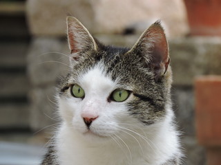 Portrait of an curious cat