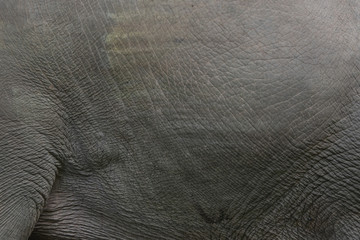 Closeup Skin of asian male elephant