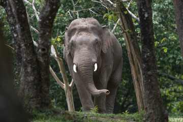 Asian male elephant