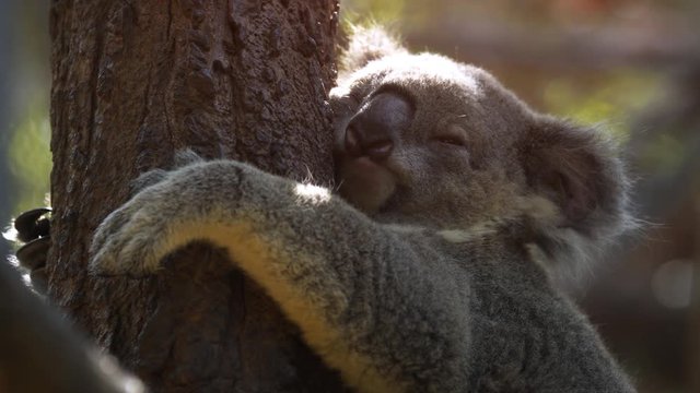 Funny Koala sleeps hugging a tree