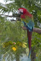 Red and green macaw perching on a branch
