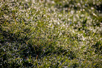 Dew on Grass